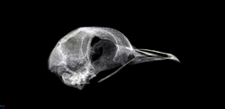 Scanned bird skull